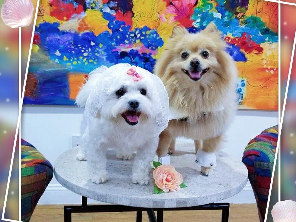 The Wedding Website of Thomas Moreta and MaryAnn Ponce