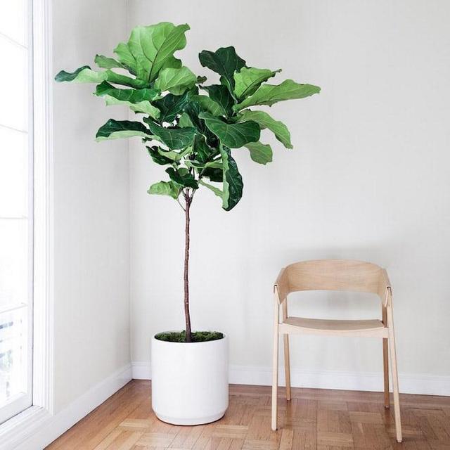 Fiddle Leaf Fig Tree