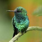 Mindo Cloud Forest Reserve