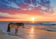 Assateague Island
