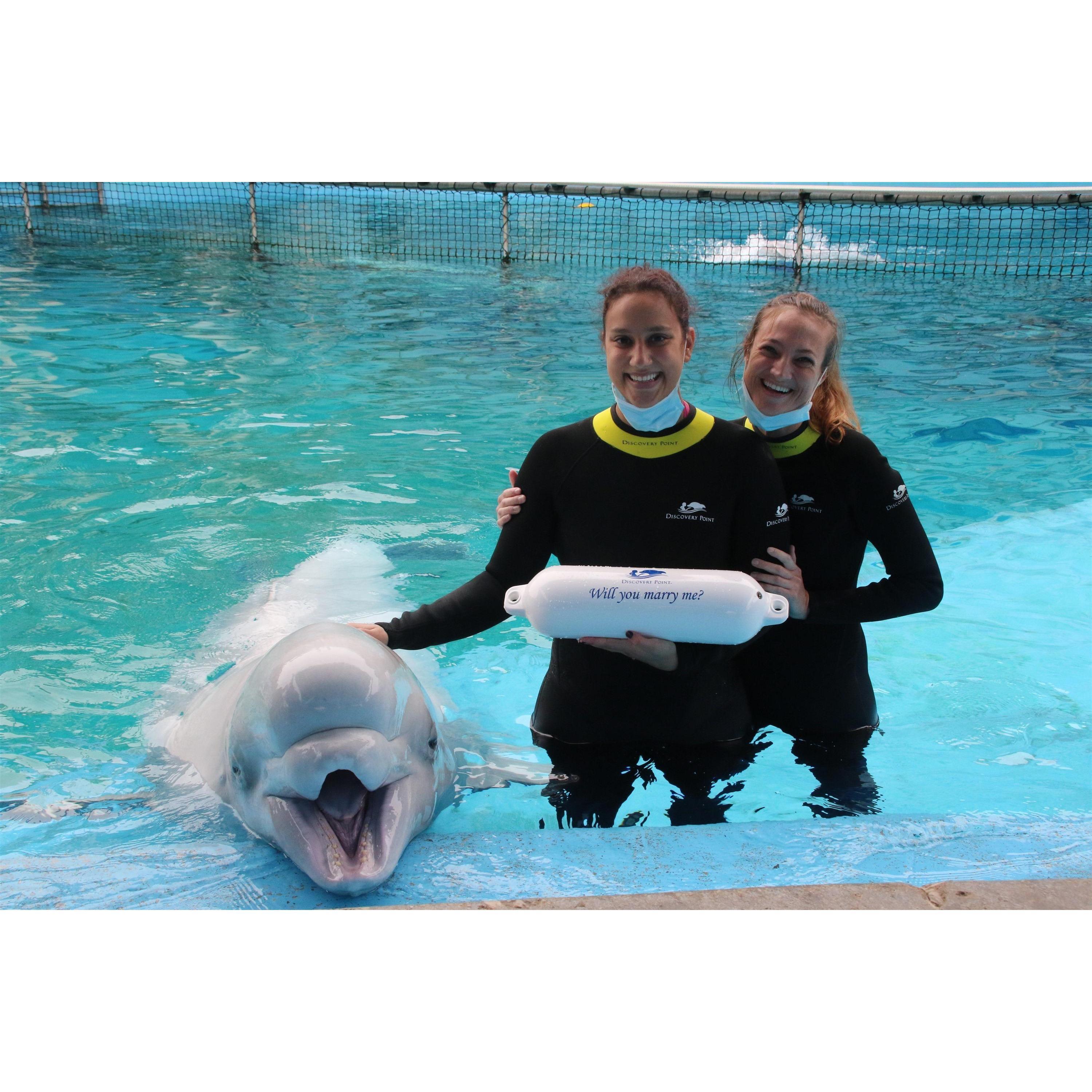 Whale you marry me?