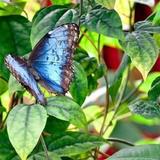 Victoria Butterfly Gardens