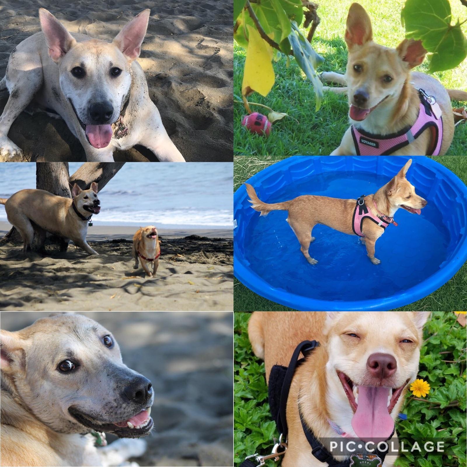 Our Fur babies