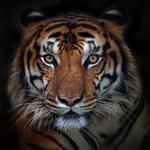 Tiger World