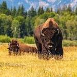Half-Day Wildlife Safari at Grand Teton National Park