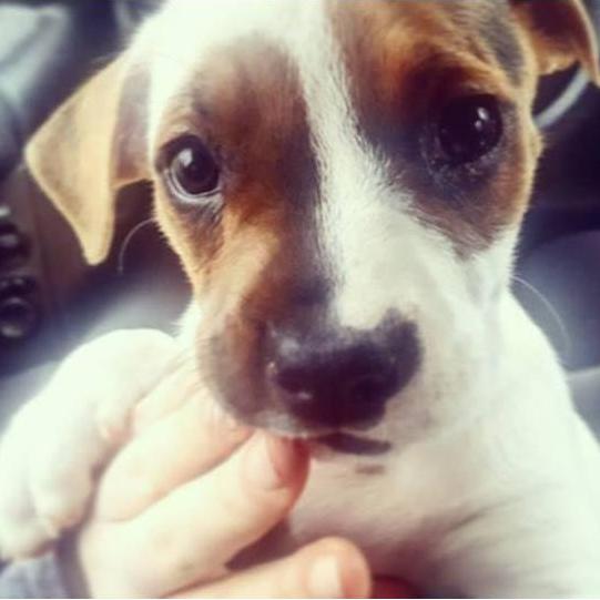 Our first day with Athena. 03/07/2017