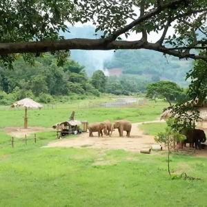 Ethical Elephant Sanctuary