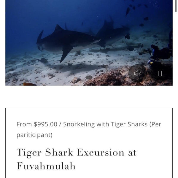 Tiger Shark Excursion at Fuvahmulah