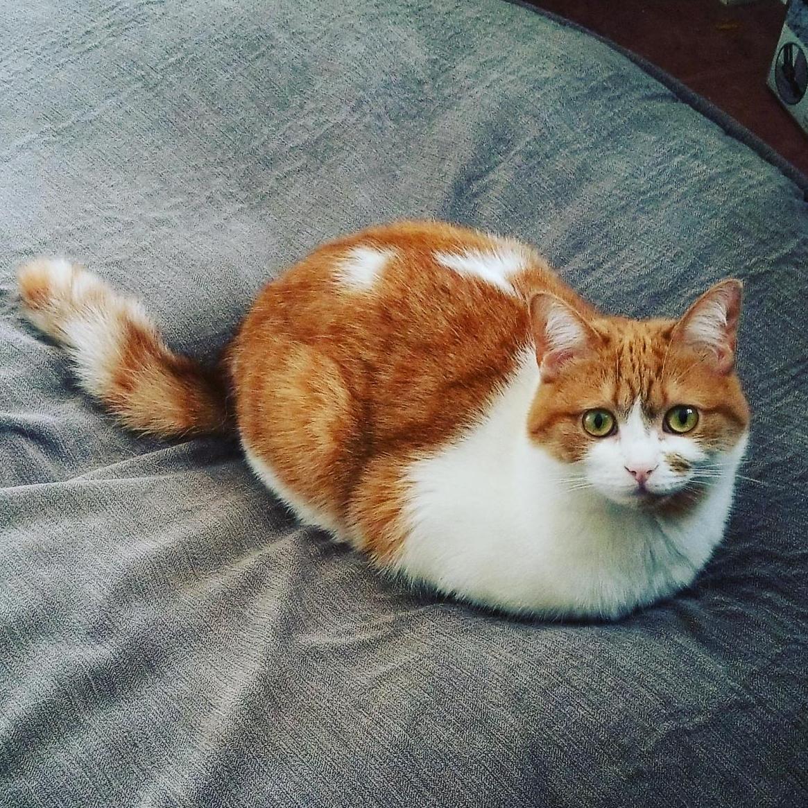 Pancake! 🐱