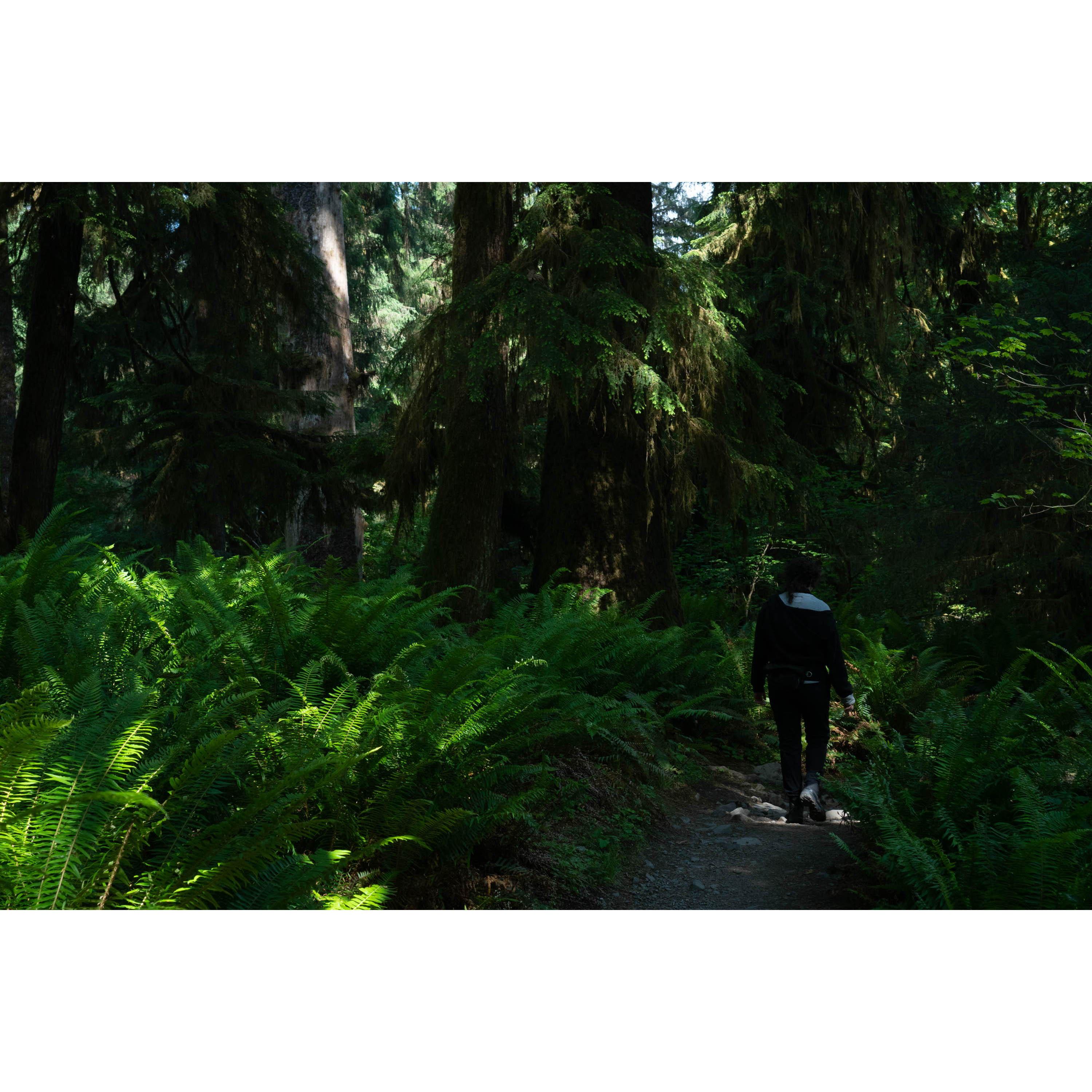 Hoh River Trail