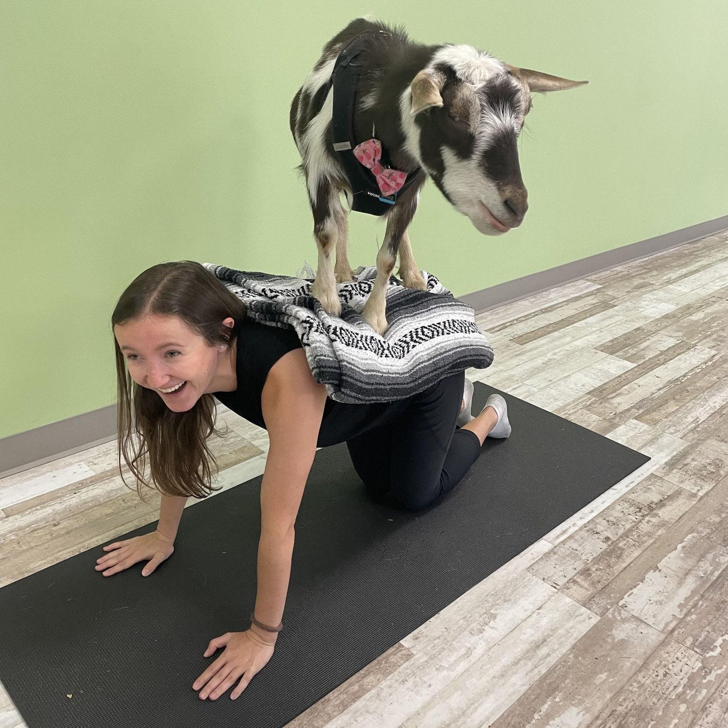 Goat Yoga in Northbrook - lots of laughs were had!