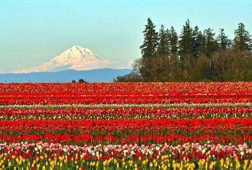 The Wedding Website of Jordan Walling and Levi Rayburn