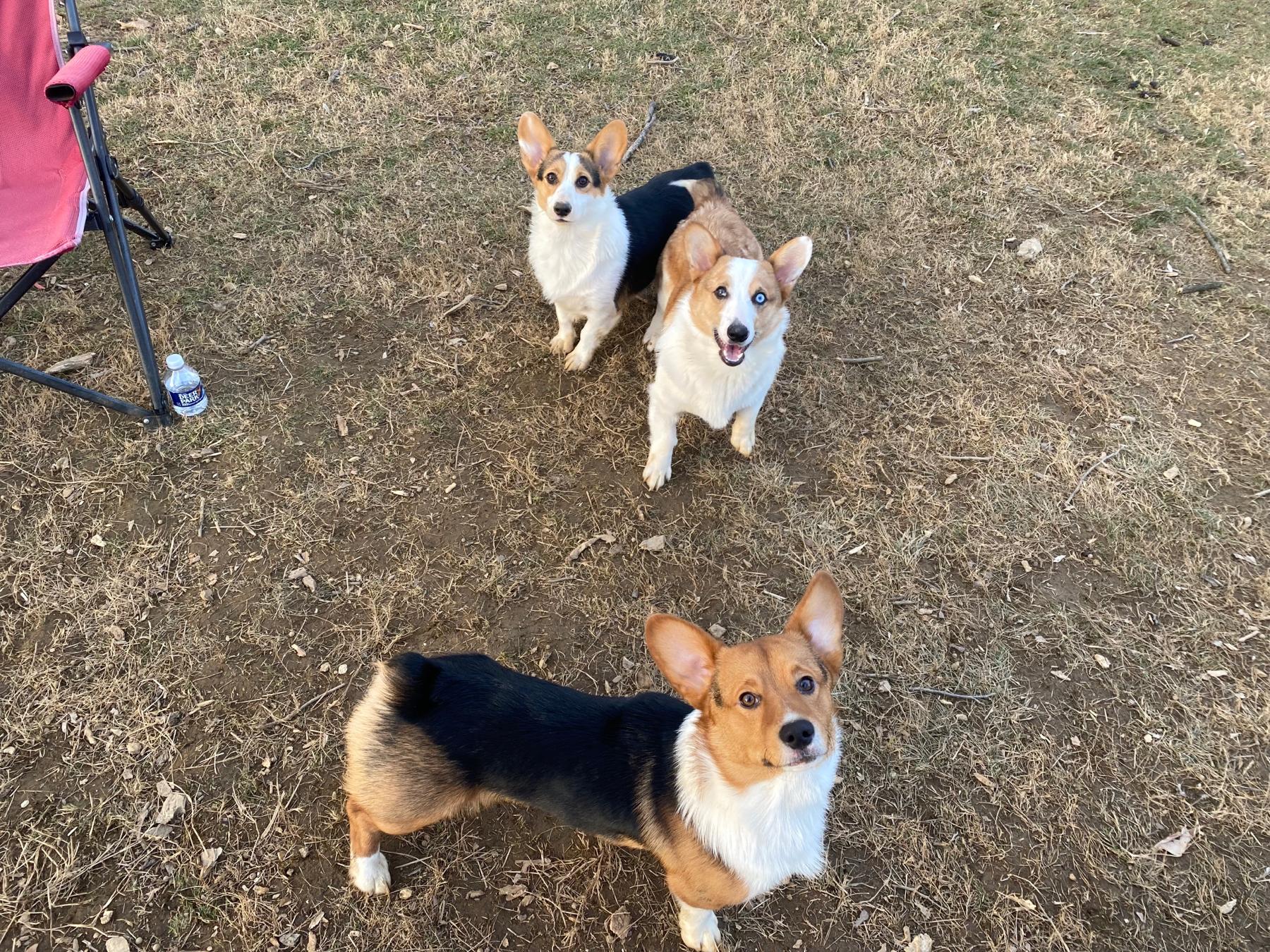 Willow, Yeti, Archie! 🥰