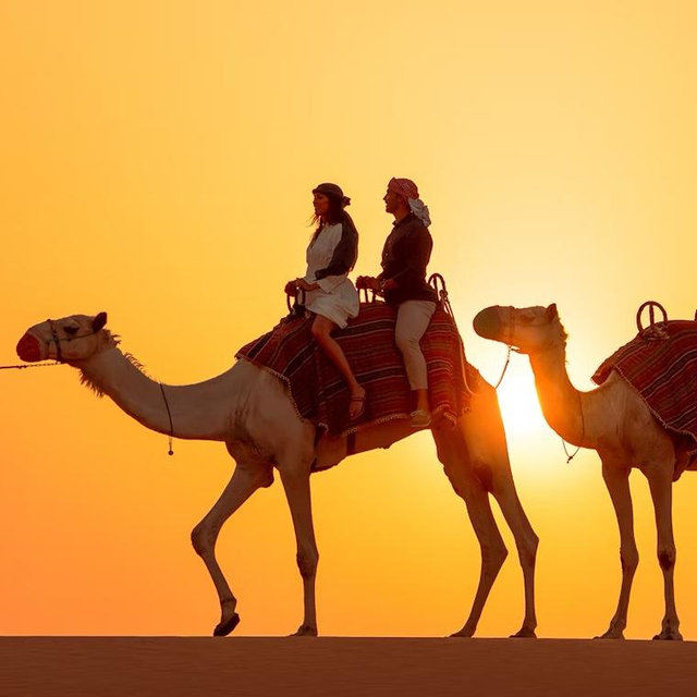 Dubai Desert Camel Ride