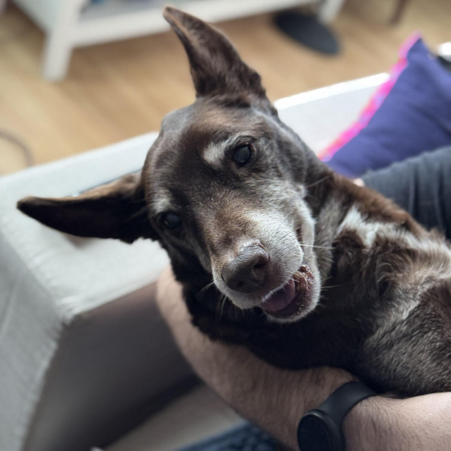 Our silly goose.