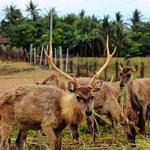Ocampo Deer Farm