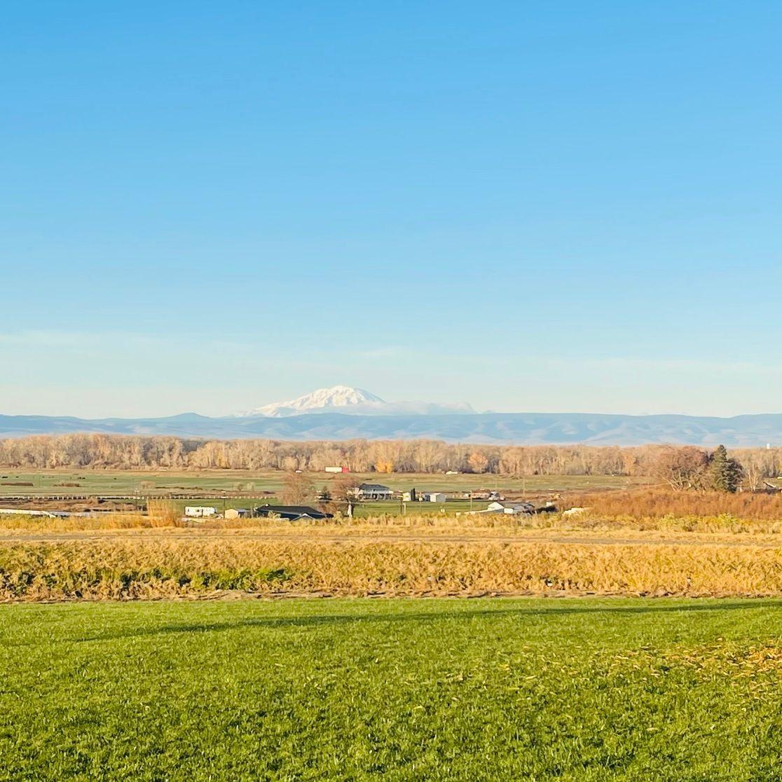 Mt. Adams view from our property - November 2025