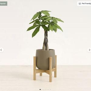 Self-Watering Plants for Easy-Care Plants | easyplant