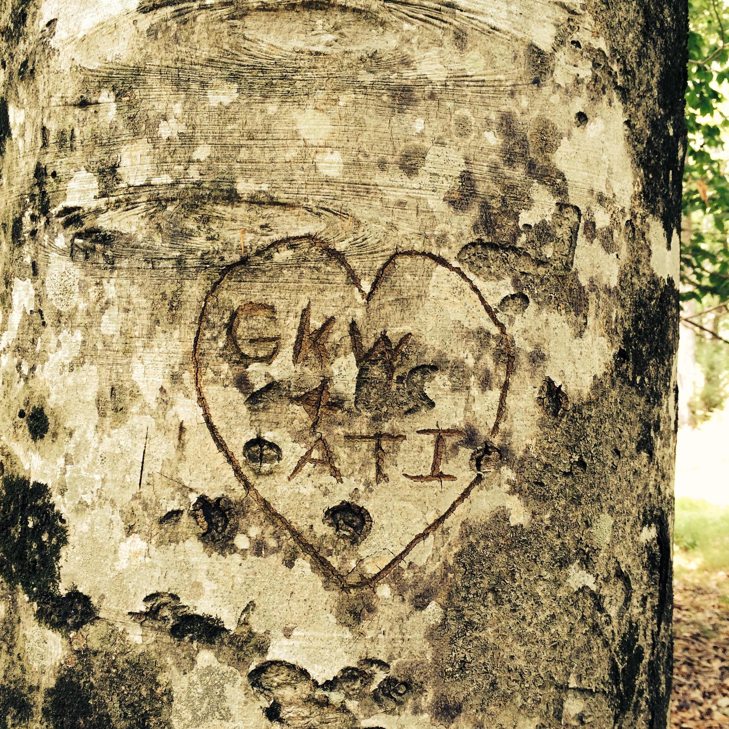 Our initials carved in a tree!