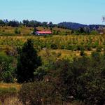 Volcan Mountain Winery