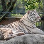 Big Cat Habitat Gulf Coast Sanctuary