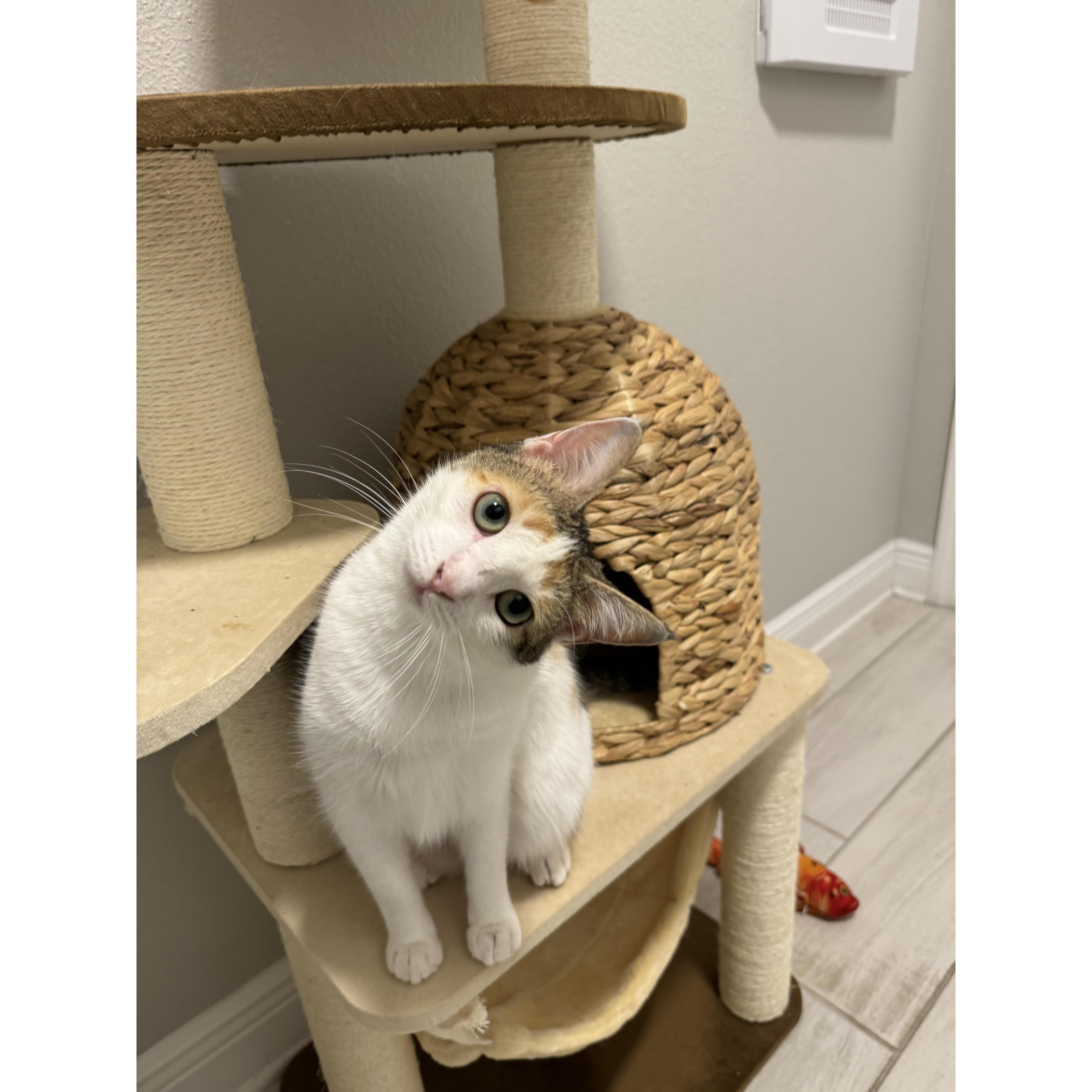 Cat 2