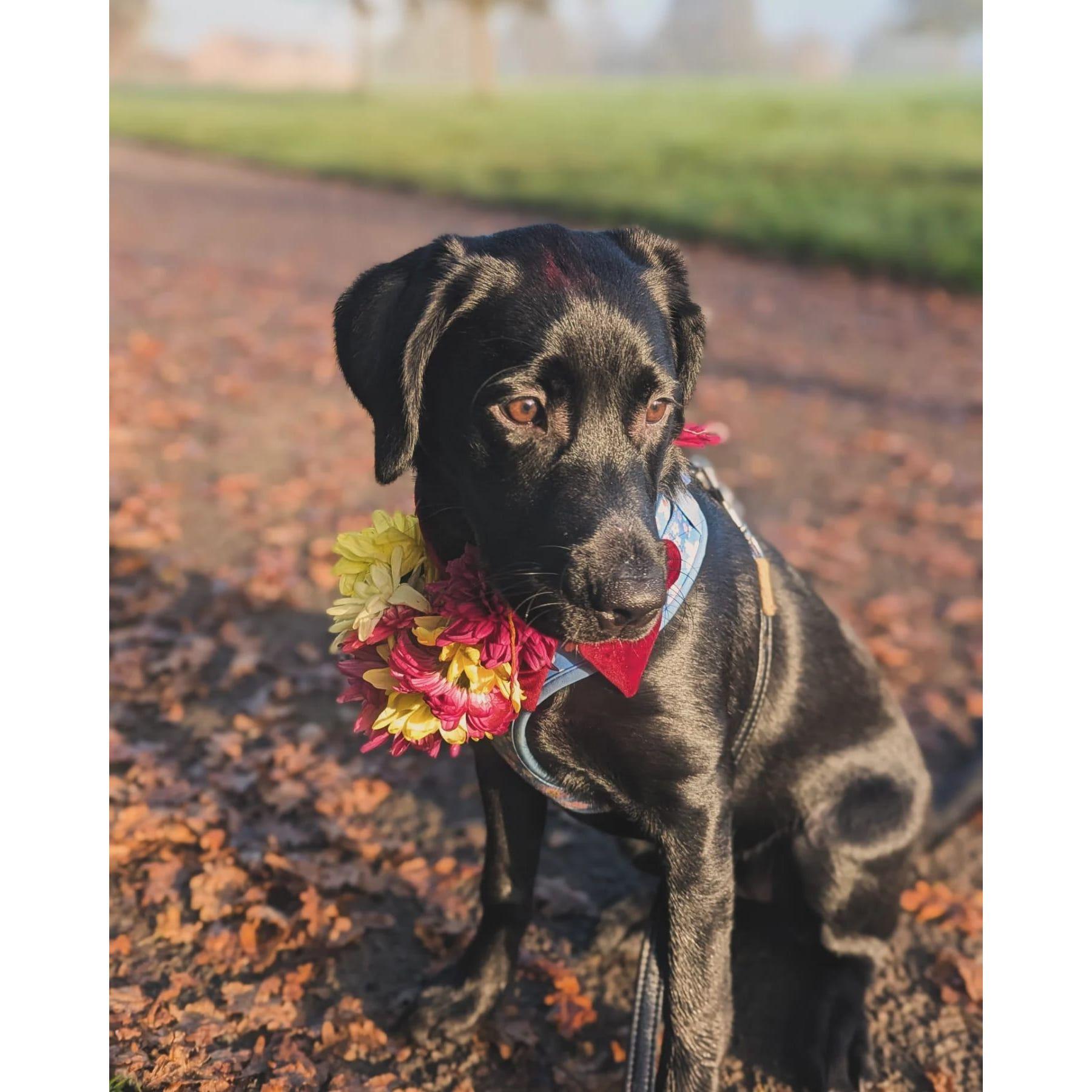 Lulu's first Kukur Tihar!