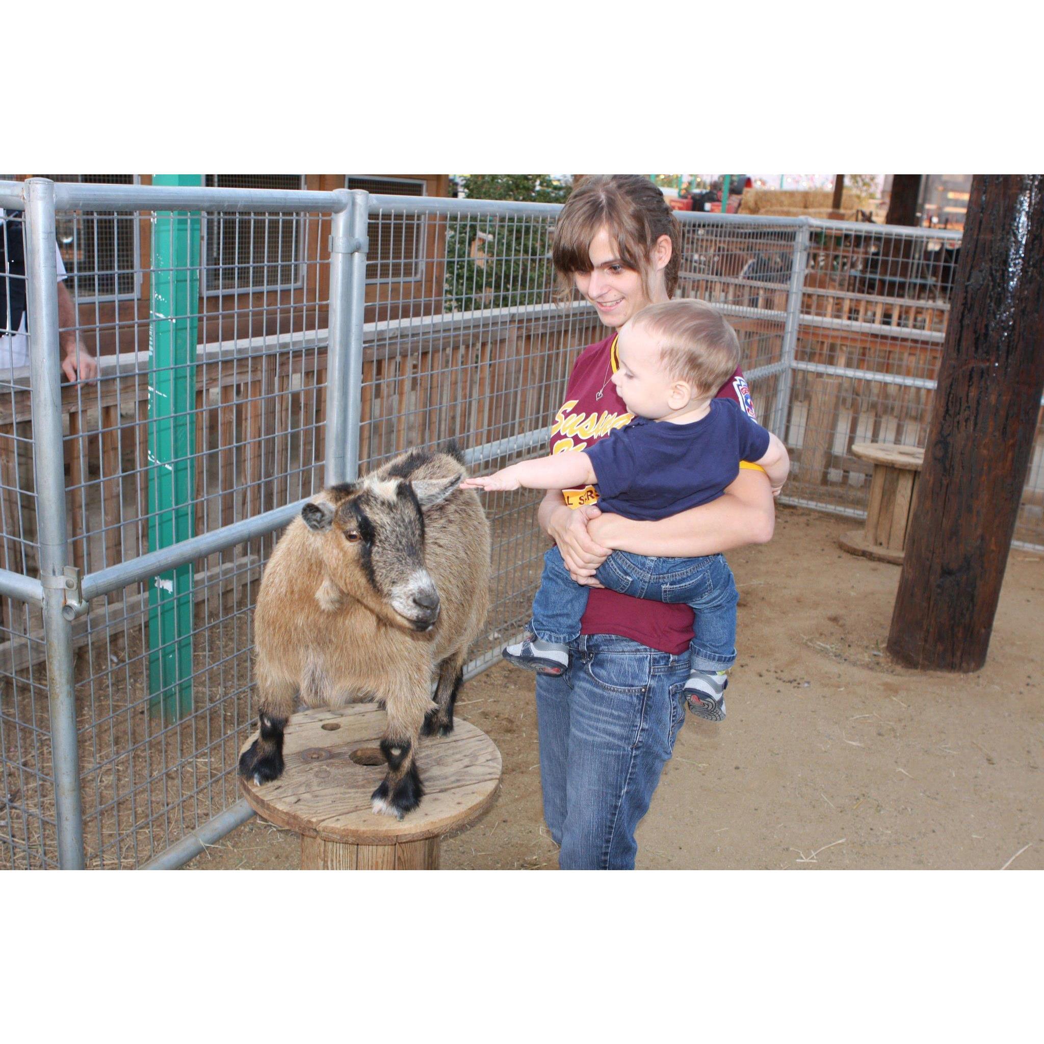 His first petting zoo