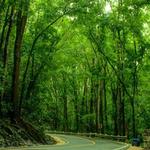Bilar Man-Made Forest