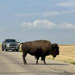 CSKT Bison Range