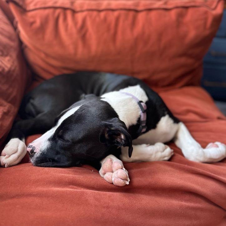 Baela is named after a dragon-rider in our favorite show, House of the Dragon, although she only rides the couch.