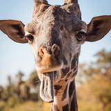 Phoenix Zoo