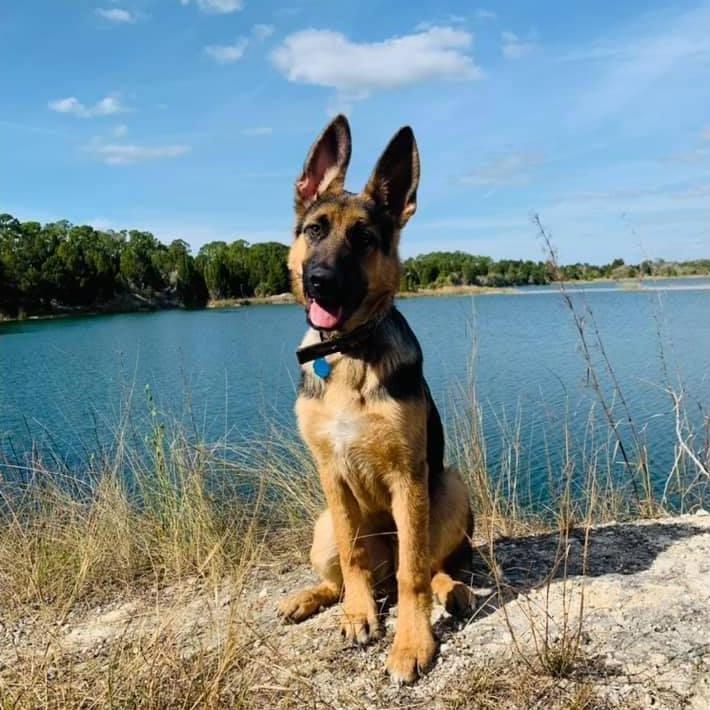 I just had to add a photo of our puppy Thor!
