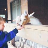 Pine Grove Zoo