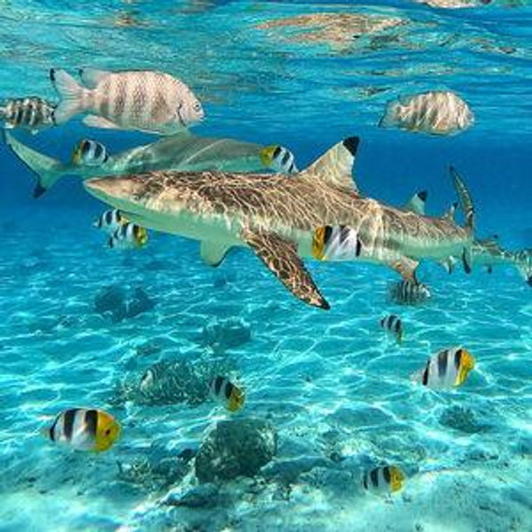 Honeymoon Scuba & Snorkel Adventure