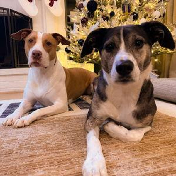 Our Pet Toy Fund