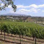 Wine Tasting!