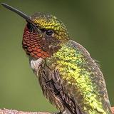 National Ruby-Throated Hummingbird Center
