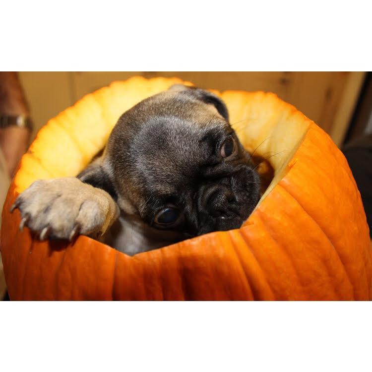 Wilson enjoying some pumpkin 2017