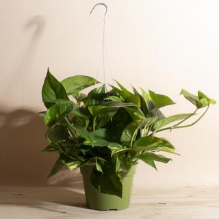 Pothos Devil's Ivy Plant