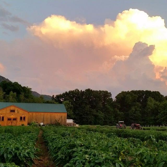 Farmshare from Mountain View Farm CSA