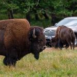 Northwest Trek Wildlife Park