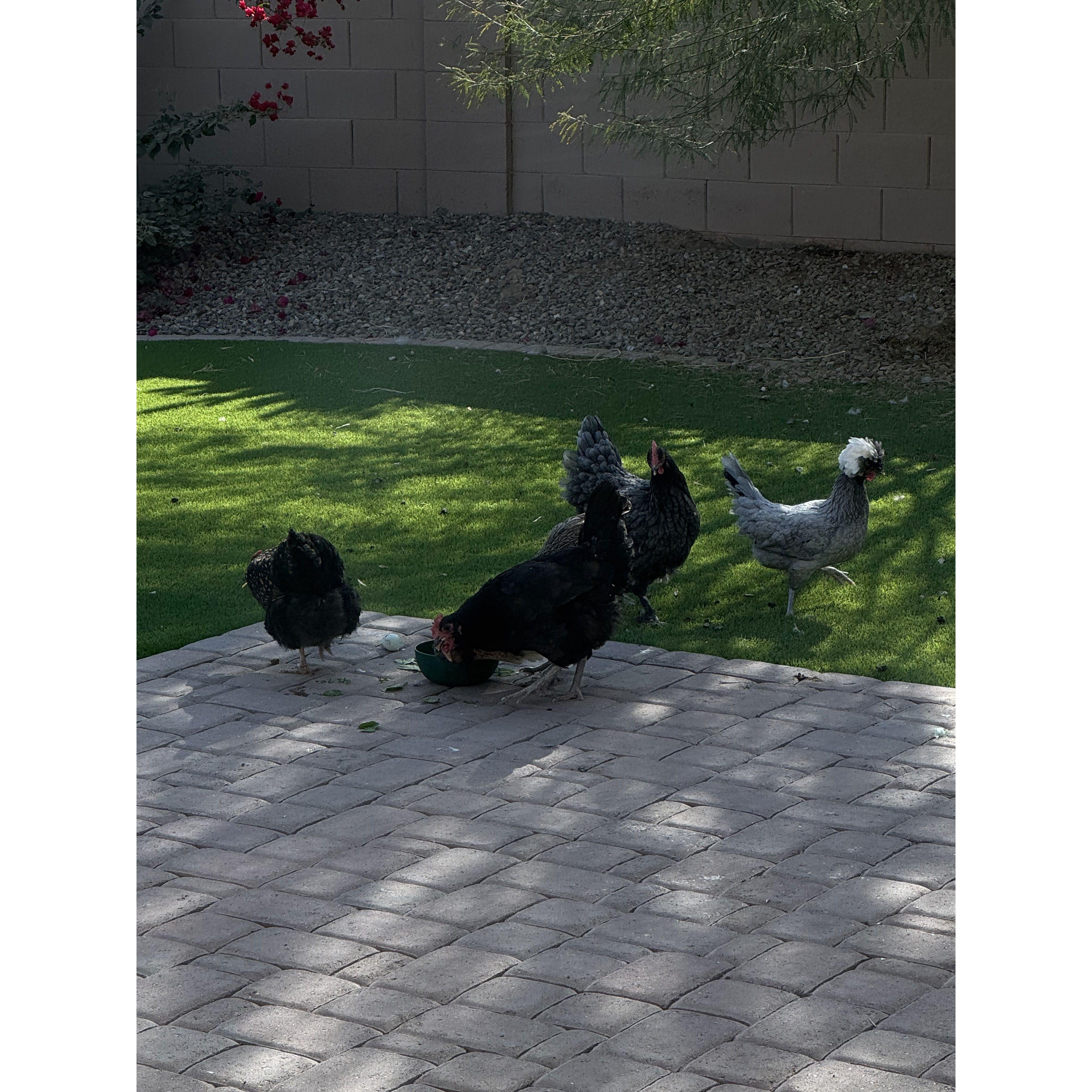 We added 6 chickens to our little family in 2024