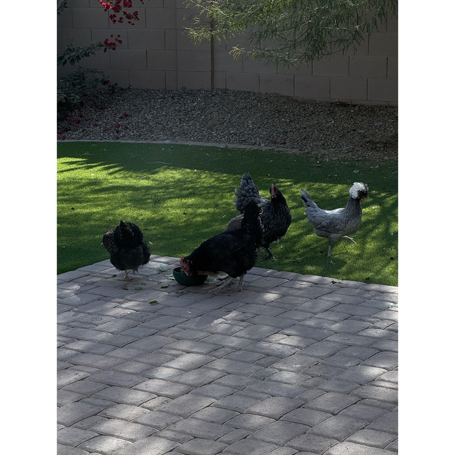 We added 6 chickens to our little family in 2024
