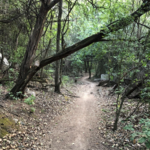 Barton Creek Greenbelt Trail