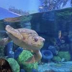 Oklahoma Aquarium