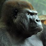 Lincoln Park Zoo