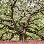 Angel Oak