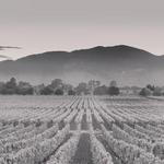 Napa Valley Wineries