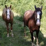 Cable's Riding Stables